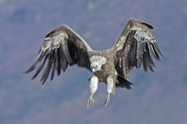 griffon-vulture-(gyps-fulvus-).jpg, 31 KB